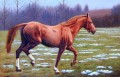 dw021fD animal horse